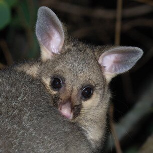 Possum TV Profile