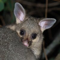 Possum TV (@possumtv) 's Twitter Profile Photo Possum TV (@possumtv) 's Twitter Profile Photo