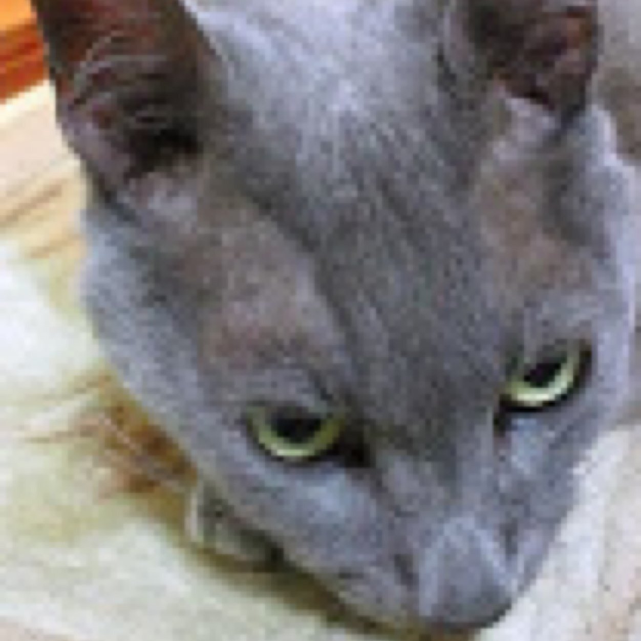 blackpython1848's profile picture. 