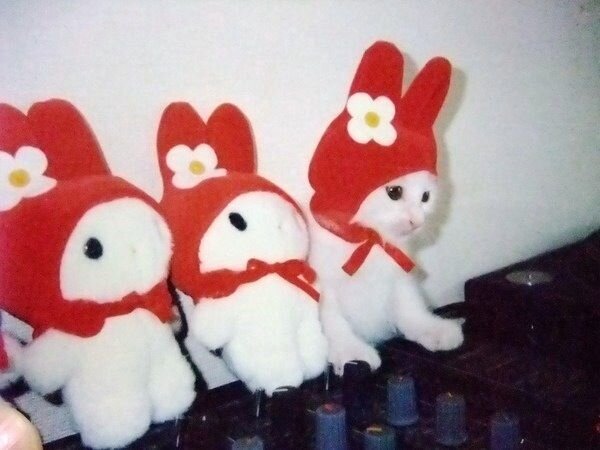 ついったー始めてみます。まずは最近の出来事でもつぶやきます。