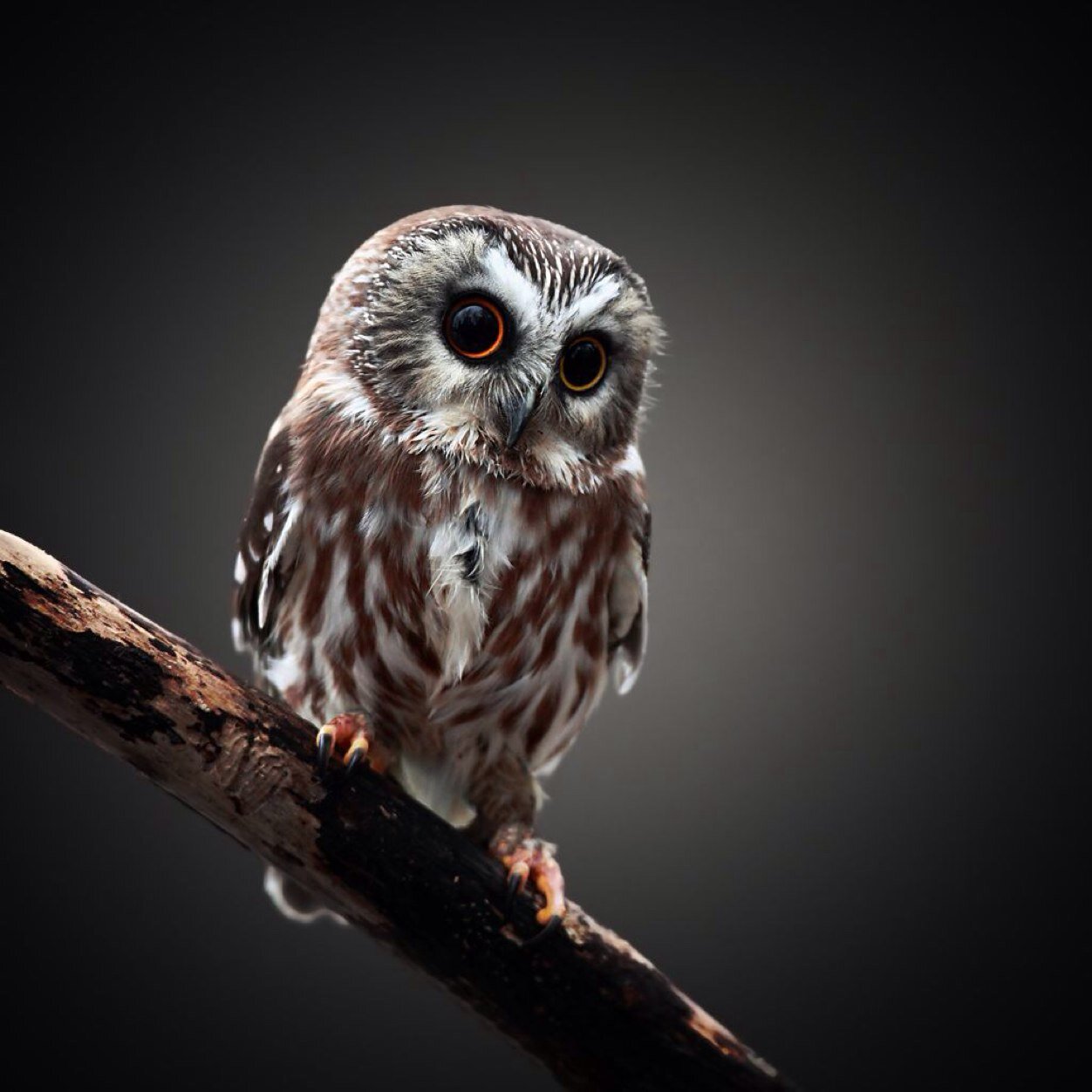 selvalungo's profile picture. 