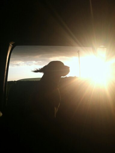 dsuj99's profile picture. 