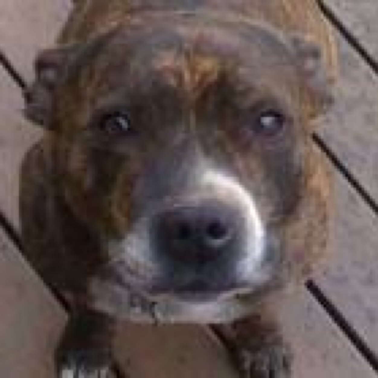 Im Bella a staffy im a girl i live with wolves in the death pack my mum- @shewolf909 she adopted me and my sis @JazzyPuppy_101 dad @1_JakeTheWolf
