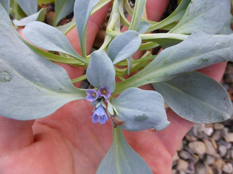 Mertensia maritima, la fameuse plante comestible au goût d'huitre ! #Plantes #Jardinage #Gastronomie #Végétale #Huitre #Oysterleaf #Mertensia #maritima