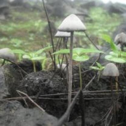 PollenSavage's profile picture. interests # Analyst # Total tv trailblazer