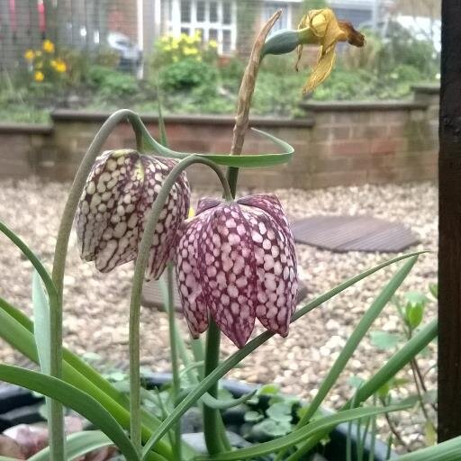 marysmith124's profile picture. hard working....hard playing