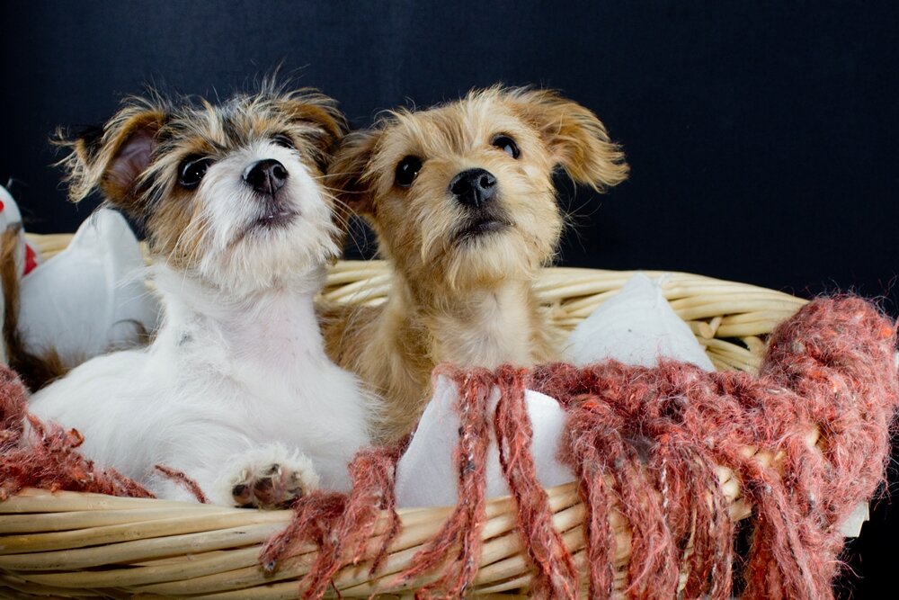 Antoinette Thurlow Profile