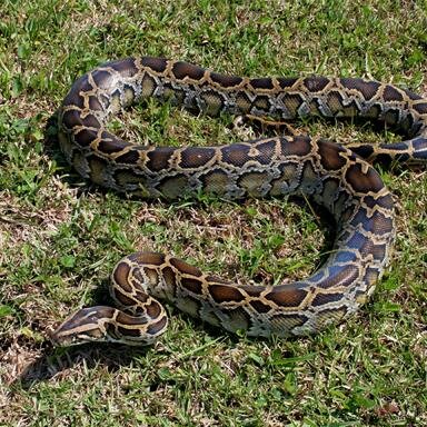 Save the Everglades. The Burmese Python Invasion in Florida destroys the balance of nature in the Everglades. Help to stop them!