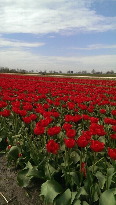 werkzaam bij @veningahijken bloembollen lelies tulpen