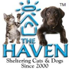 The Haven rehomes abused, neglected, and homeless animals with love and care.
View our linktree below:
https://t.co/Grk20L3KMg