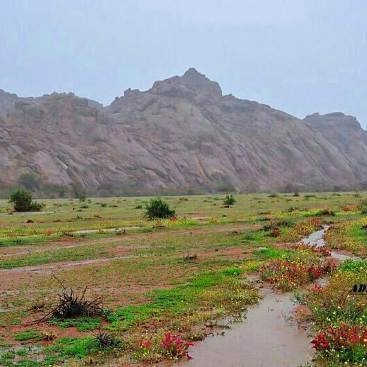 ‏حائل