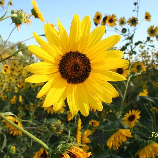 ArtsAndMemories's profile picture. A museum in northern Riley County, Kansas.