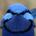Avibase (Denis Lepage) (@avibase) Twitter profile photo Avibase (Denis Lepage) (@avibase) Twitter profile photo