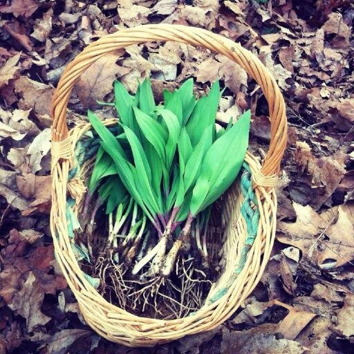 Traveling219's profile picture. Travel, food, events, stories and legends from the Allegheny Mountains of WV and MD. Roadside attractions and good storytelling along the Historic Seneca Trail