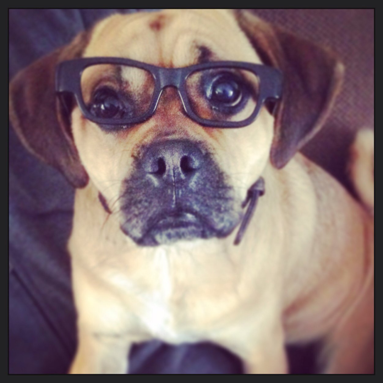 Every day I'm woof-ling. Leicestershire, United Kingdom.