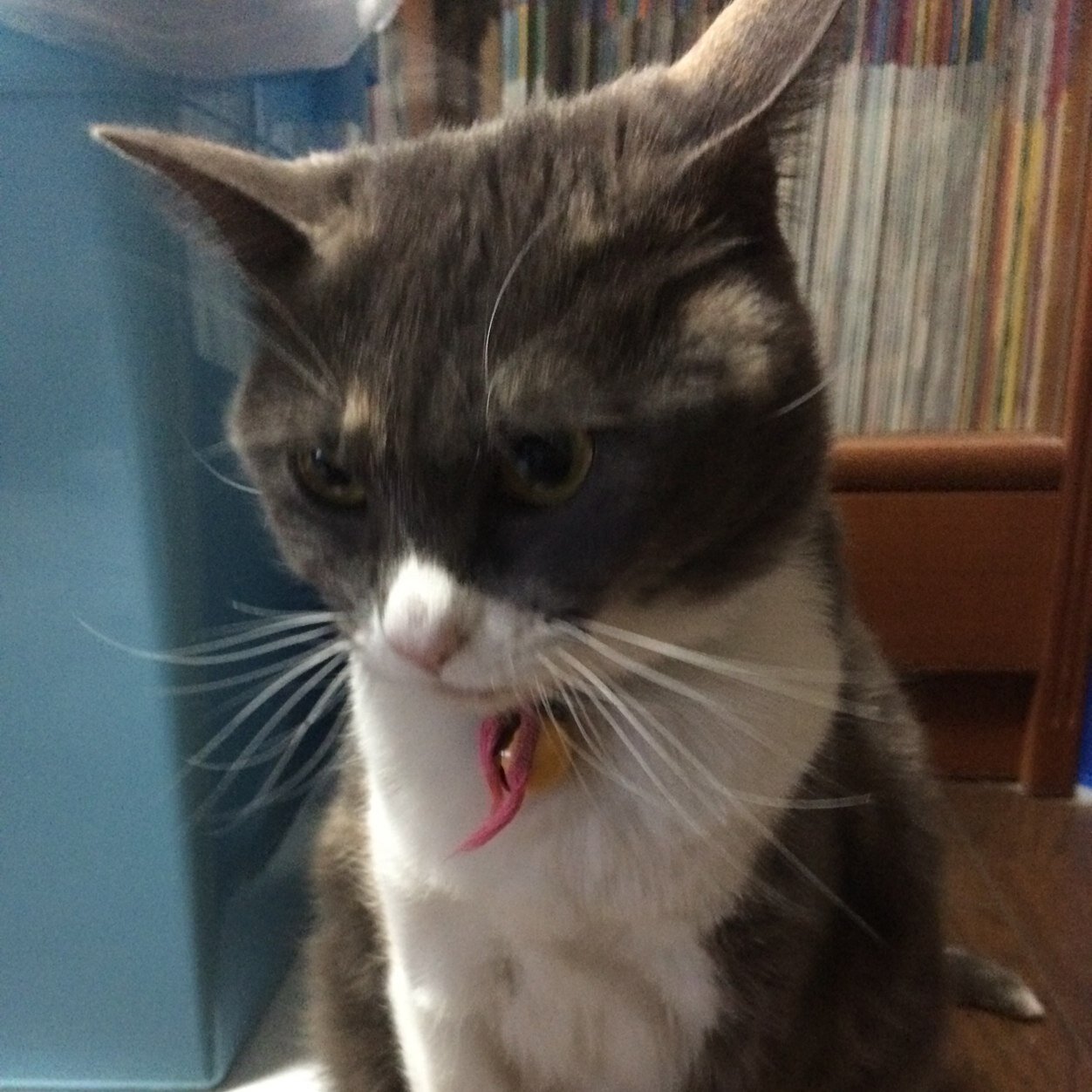 からあげです。 高槻で飼育されてます。