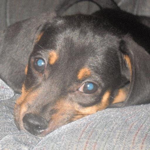 My name's Izzy and I'm a dachshund/beagle mix! My birthday is on May 27th! If you follow me and become my friend I'll be yours! I hope to make lots of friends!