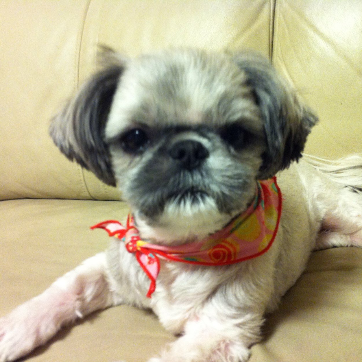 furank2323's profile picture. 