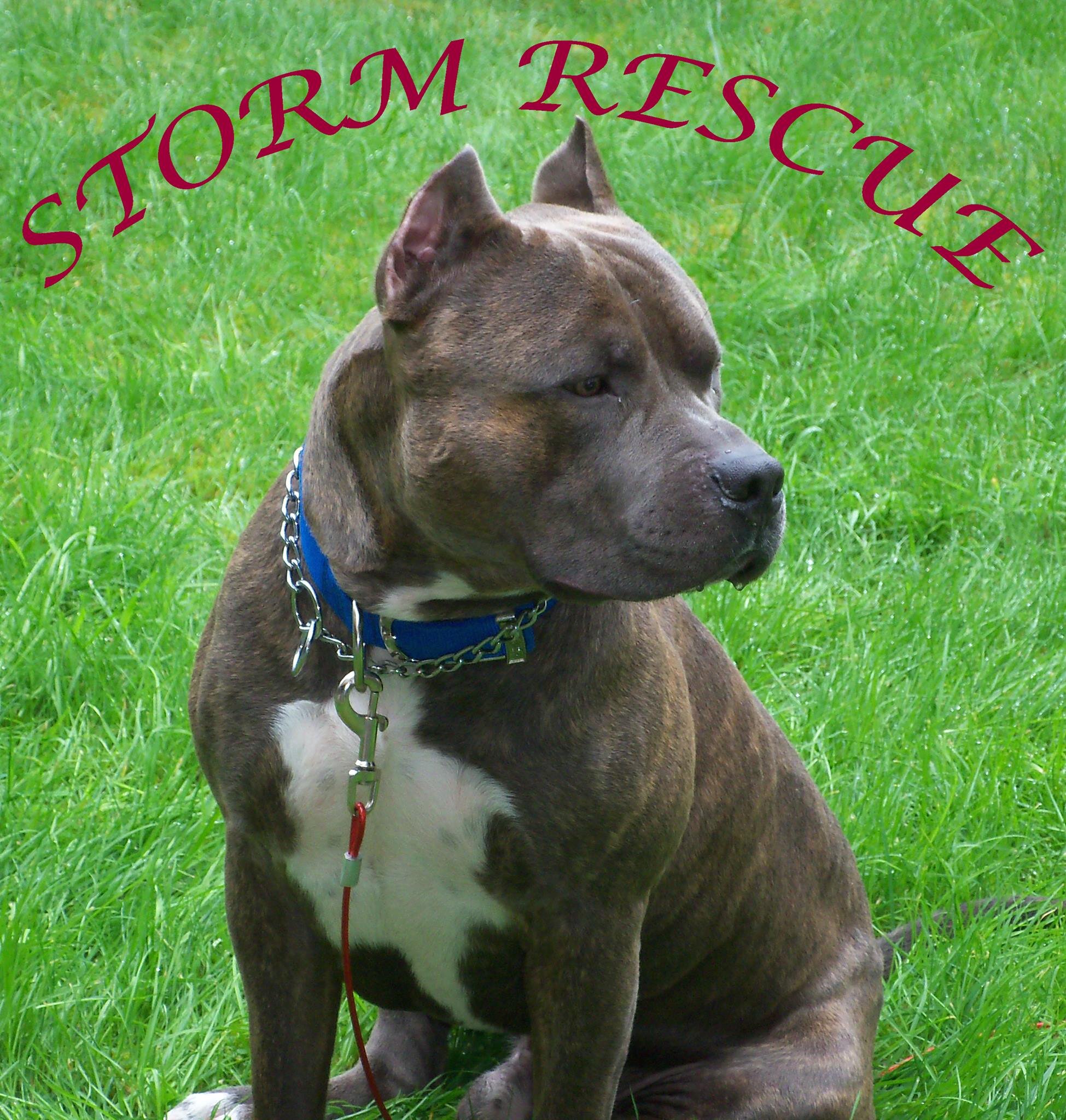 Storm Rescue.  Dedicated to the restoration of the American Pit Bull Terrier