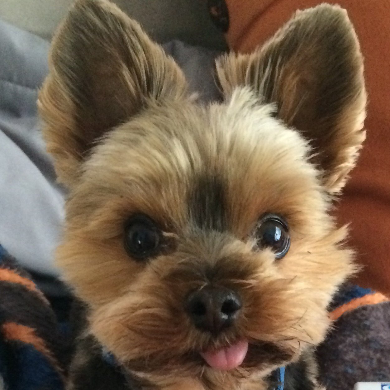 BigWorldofBlue's profile picture. I'm a full grown Gentleman! My name is Blue. I'm a 5 pound Toy Yorkie. Instagram:  BigWorldofBlue