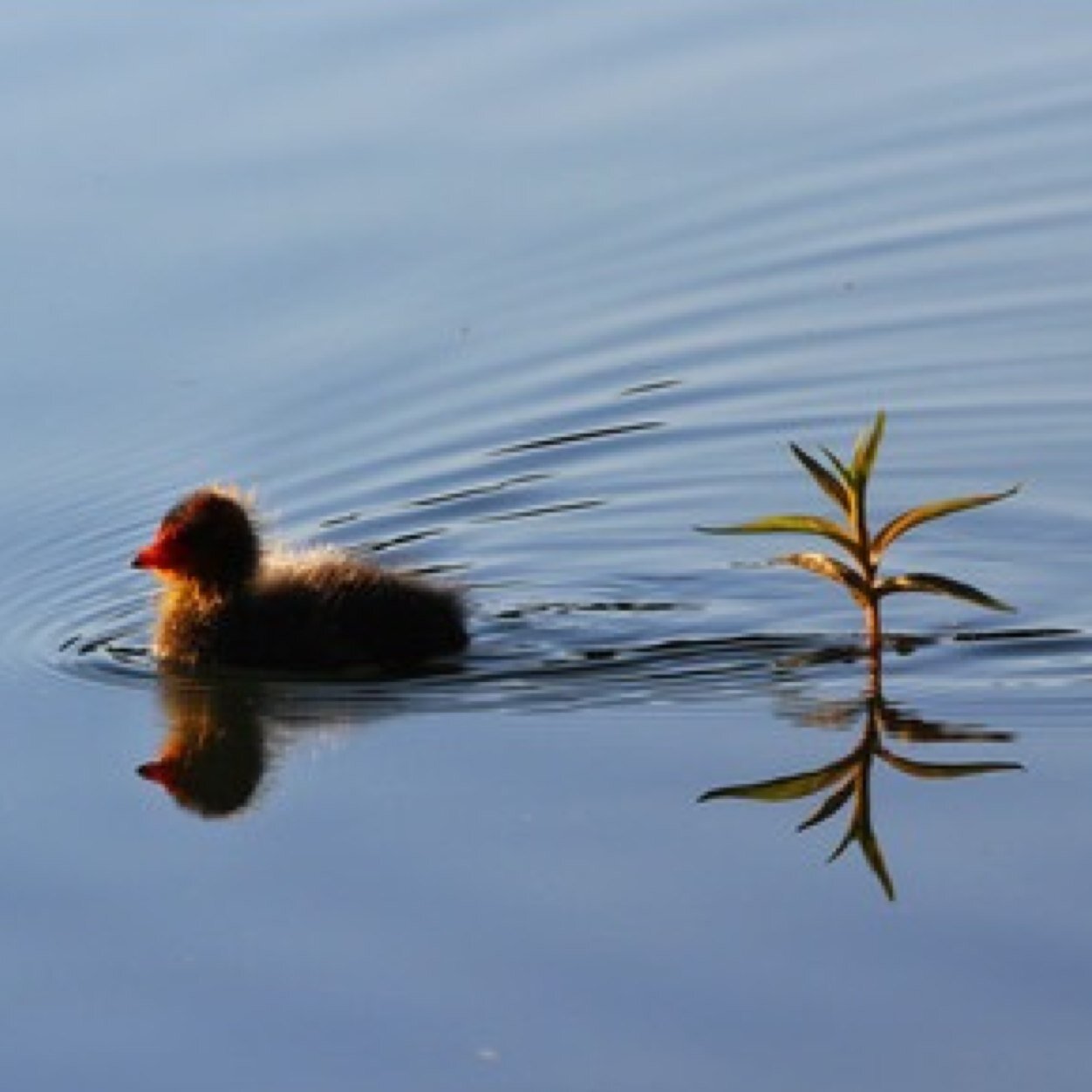 MisaacGoose's profile picture. #MisaacForever