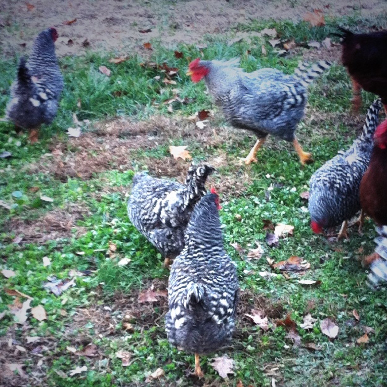Creekside Farms produces and raises some of the oldest Heritage Breed Chickens. We also believe substanilty by using the natural resources here on the farm.