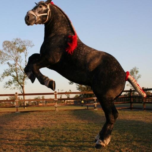 Adaboom02's profile picture. 