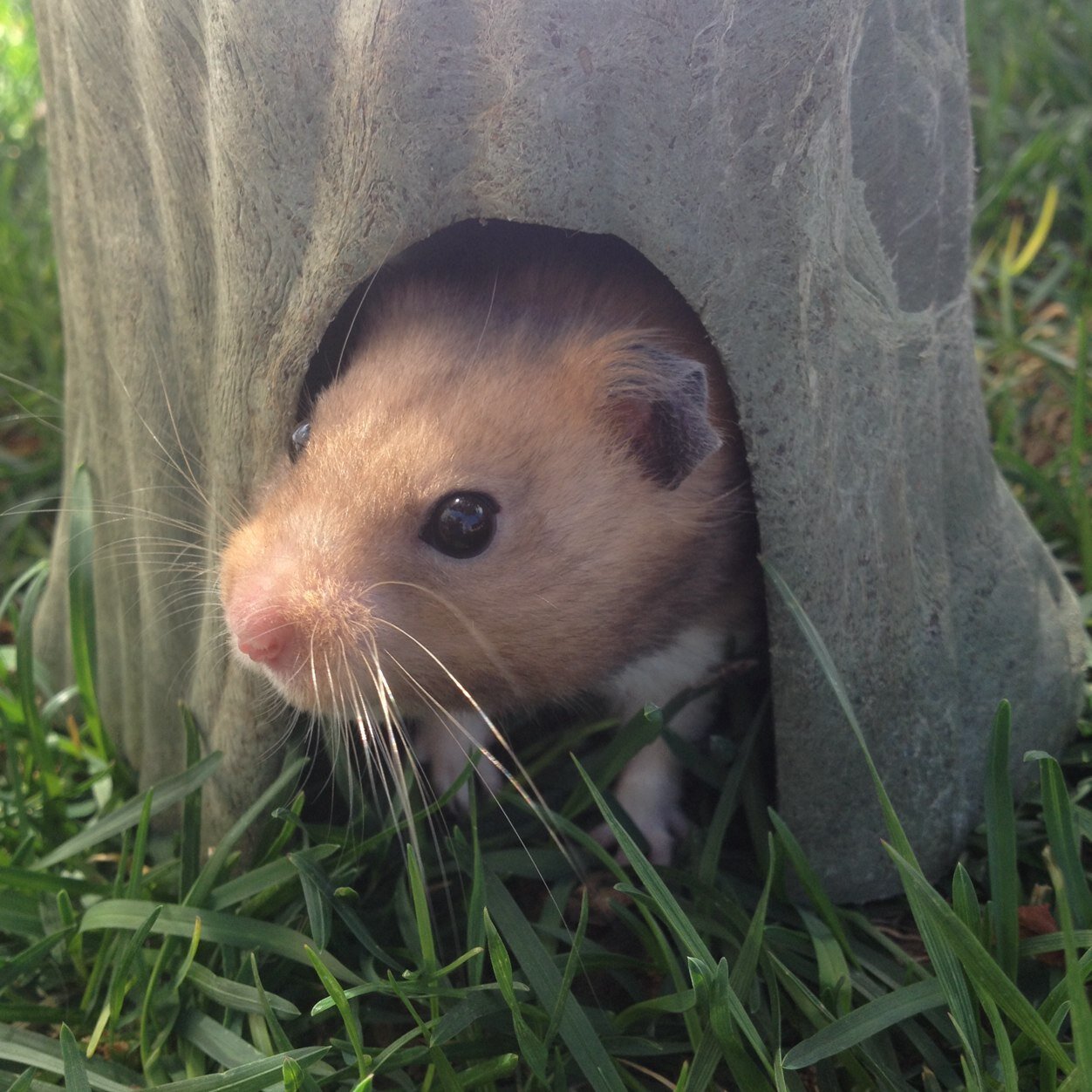 HamsterHaul's profile picture. Hey guys it's HamsterHaul from YouTube! I have 3 hammys! Bibble, Burrow, and Bandit!