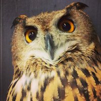 有栖亭ぼんじり@日本画といずみや茶舗の中の人 (@shibatora) Twitter profile photo