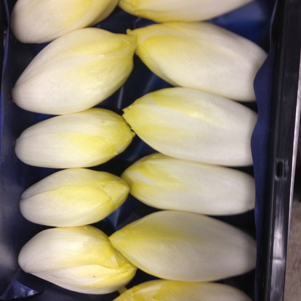 gjdewit1's profile picture. Witlof en broccoliteler in Grootebroek