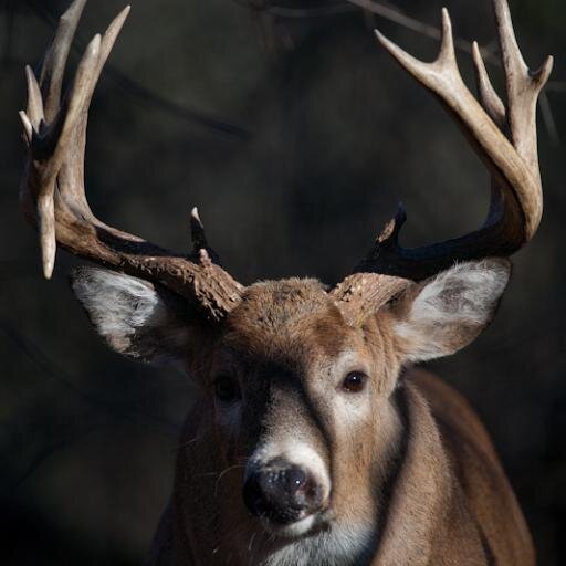 Tweet pics of your Buck or Bird to #BUCKANDBIRD