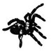 spidersworld.eu (@spidersworld_eu) Twitter profile photo
