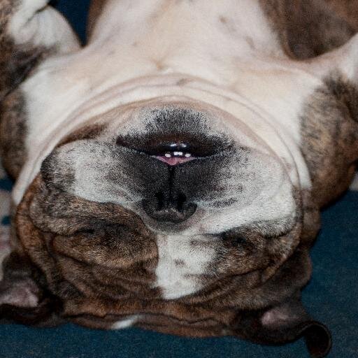 Mom of 4, including 1 deaf/HOH homeschooled actor, musician, singer/songwriter. I am passionate about photography, writing and my kids. (and my bulldog, Nikon)