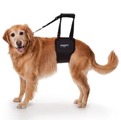 GingerLead is a padded #dogsling with a leash & handle to help #dogs with #mobility or #balance. Ideal for #seniordogs or #dogrehab. https://t.co/HrUGv4L3Mp
