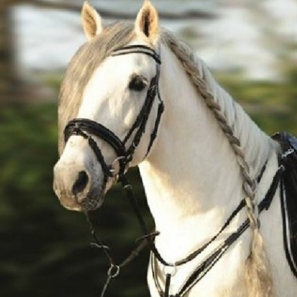 HorseHomes Biz