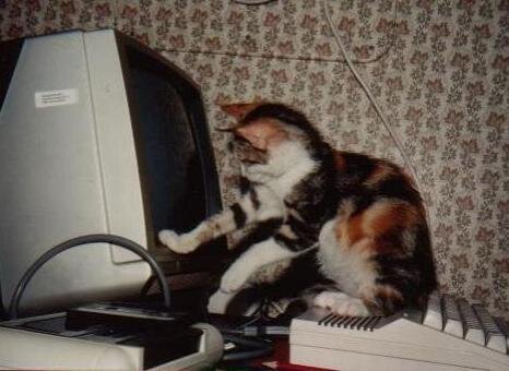 purrcat's profile picture. 