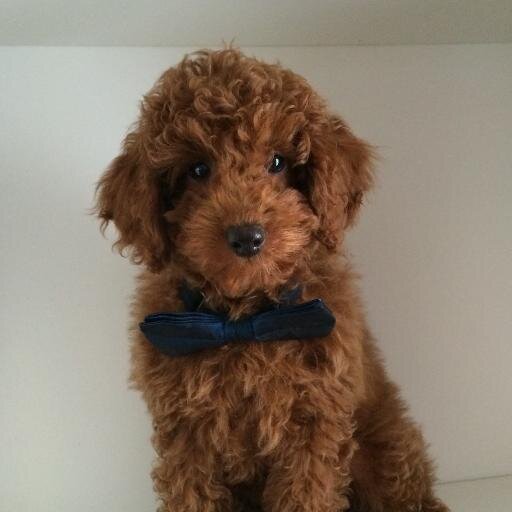 Merlin_Poochon's profile picture. Hello, I'm Merlin. I'm named after the Spanish footballer David Silva who plays for Manchester City and the Spanish national team.