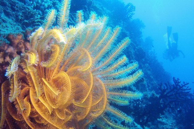 Director, Pacific Educational Press, Faculty of Educaton, UBC. Teacher, publisher, author, marketing exec, HEd instructor. PADI Divemaster.