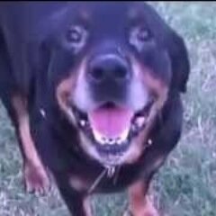 RowdyRotties's profile picture. Rottweiler owner & fan!
http://t.co/xDsDRcuQYB
http://t.co/HMTXqNcBVb