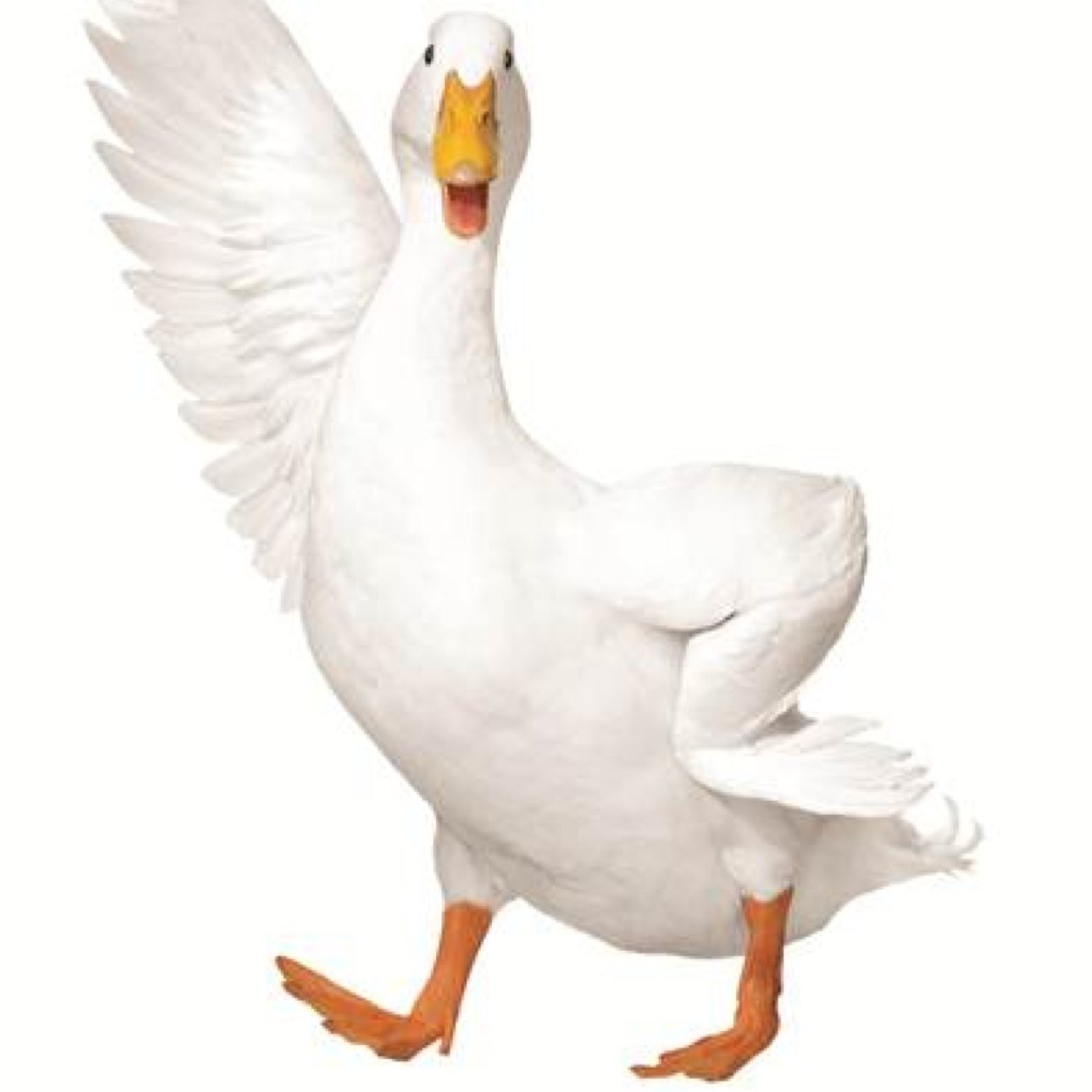 Suggestions and Puns *Not actually affiliated with Aflac*