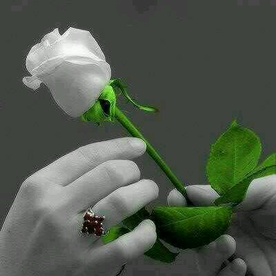 ‏‏‏‏‏‏‏‏‏‏‏‏‏‏‏‏‏‏‏‏‏‏‏‏‏‏‏‏‏ بائع الورد  من تبوك          كن في قلوب الناس كحبة السكر .... حتى لو أختفيت تركت طعمن جميلآ .