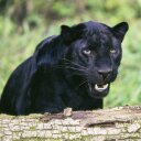 roberto velarde - @velarderobert1 - Twitter