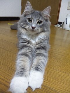 プッチさんのプロフィール画像