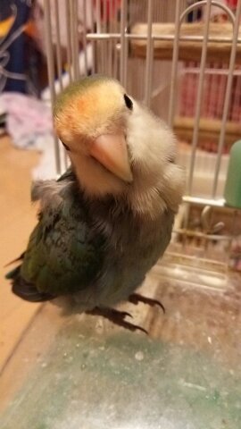 DQ/FFRKにはまってます。
ゲームアプリ全般
フォロー歓迎(^-^)/
インコ大好き😆
我が家のインコYouTube
https://t.co/pRvXqSI0MX