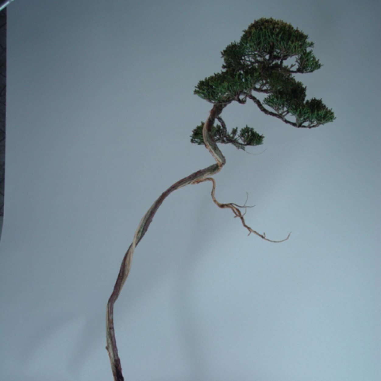 emperorfairy's profile picture. 蘭有秀兮菊有芳 懷佳人兮不能忘 #PlayApartTogether