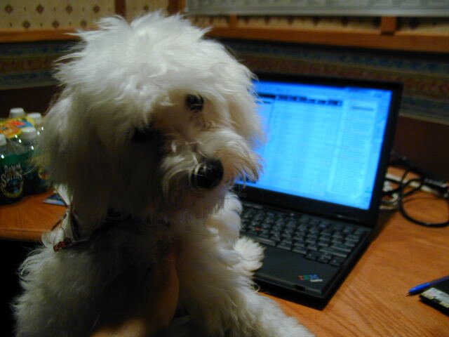social learner, chief collaboration evangelist
