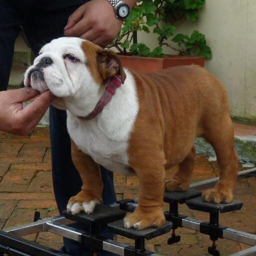Criadero oficial DeGoncabull de Bulldog Inglés y Francés. Inseminacion profesional, 12+ años de experiencia.