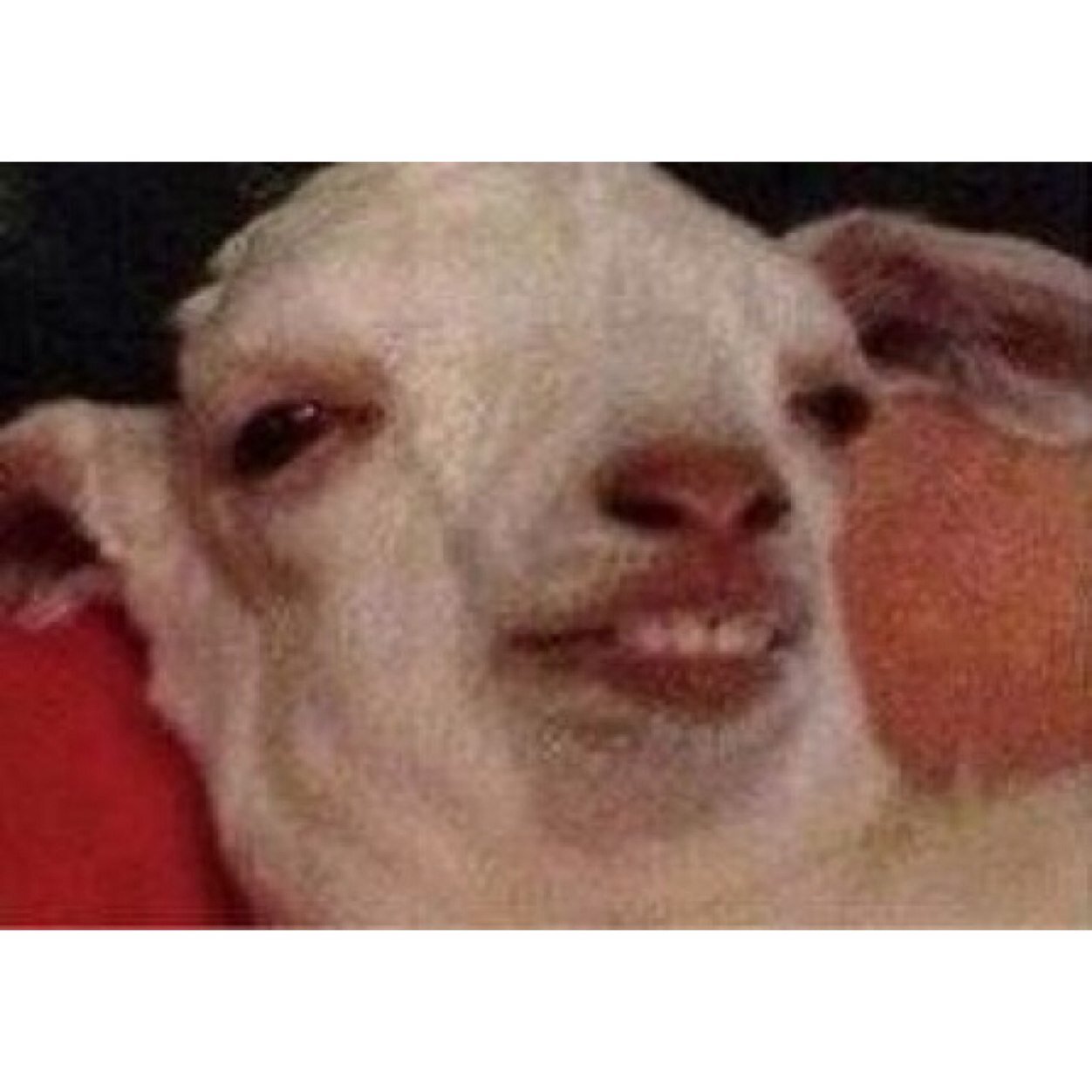Goat has alot of opinions and feelings so heres some
