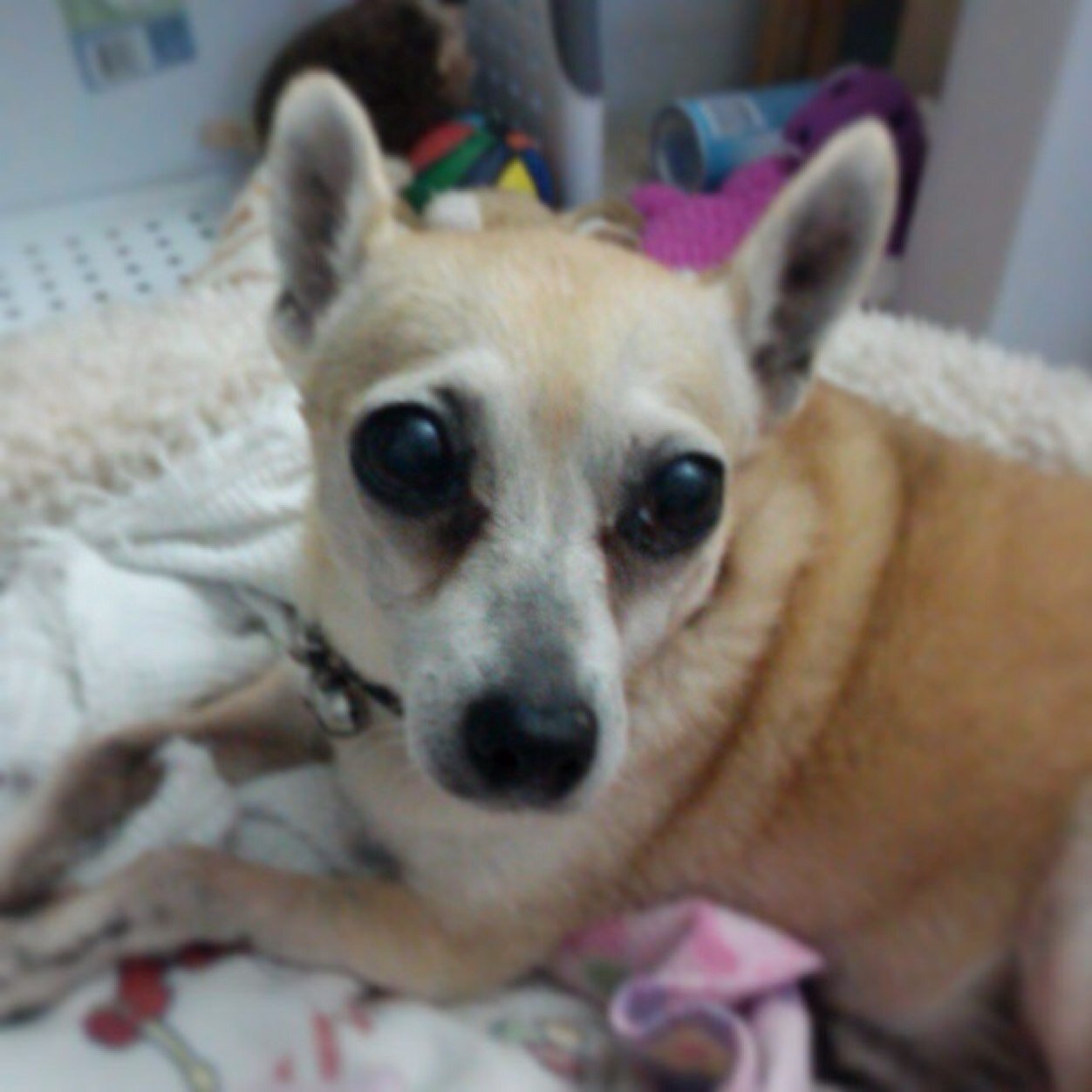 Kehaulanishea's profile picture. 