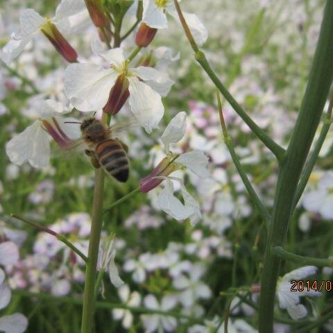 nou3116's profile picture. 健康壱番